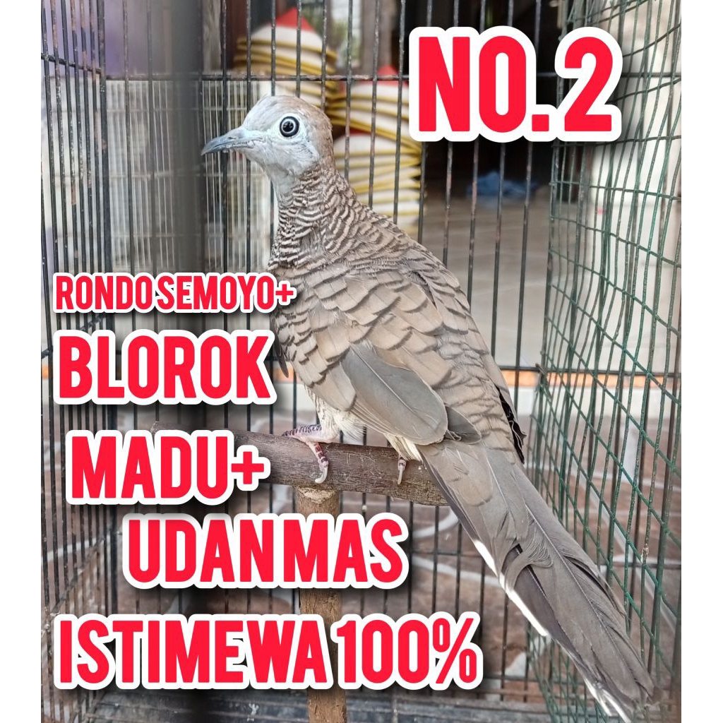 perkutut alam 3 katuranggan UDAN MAS+BLOROK MADU+rondosemoyo