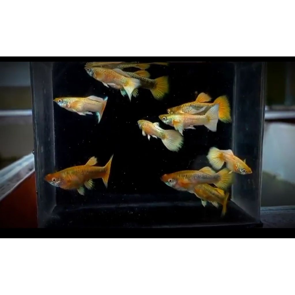 

Guppyalbinofullpelatinum