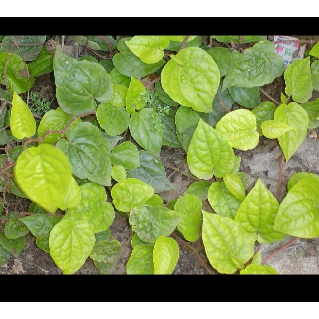 

daun sirih hijau alami langsung petik