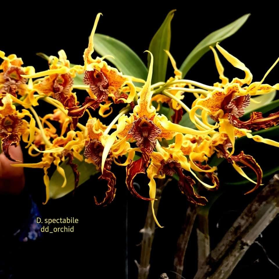 Seedling Dendrobium spectabile