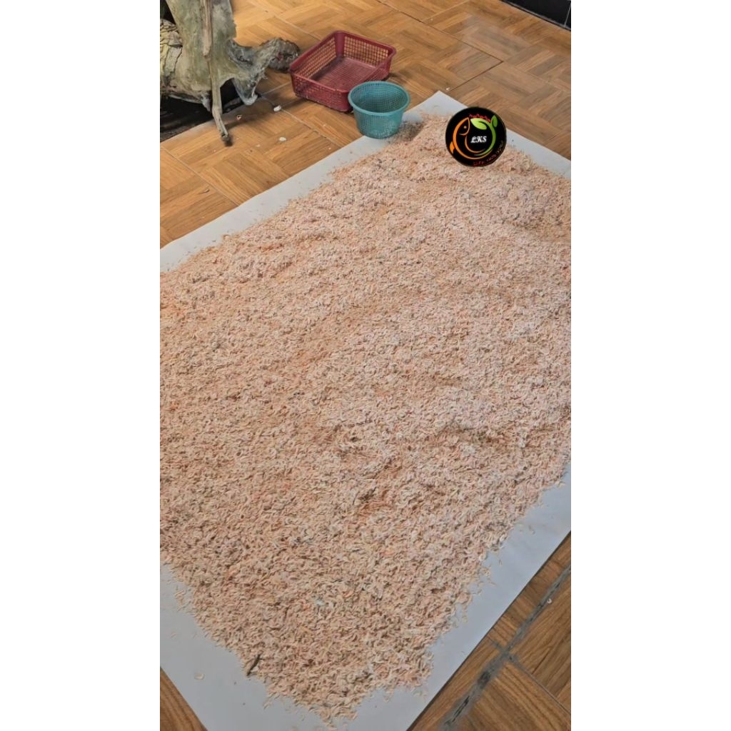 

UDANG REBON MEDAN MERAH GURIH WANGI KECEPAI