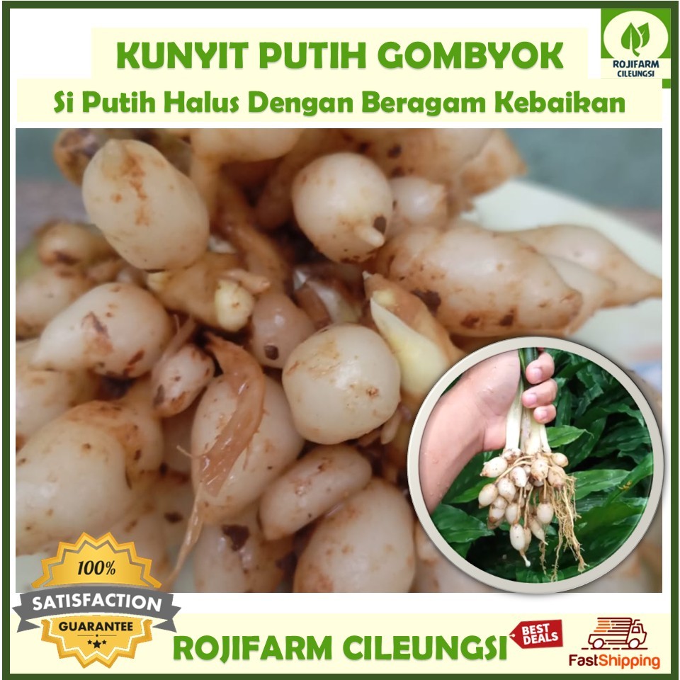 

Kunyit Putih Gombyok Segar 500 gr