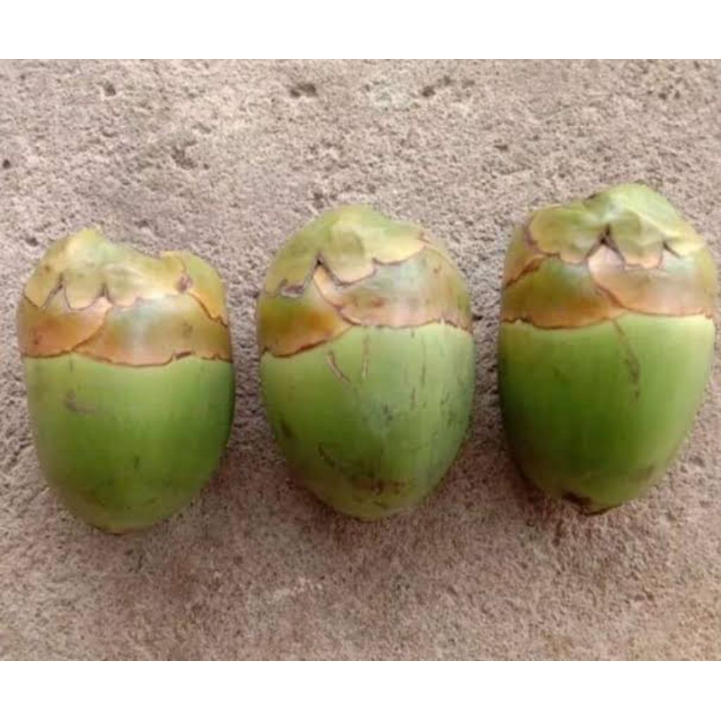 

tembuluk - beluluk fresh per 1 pcs