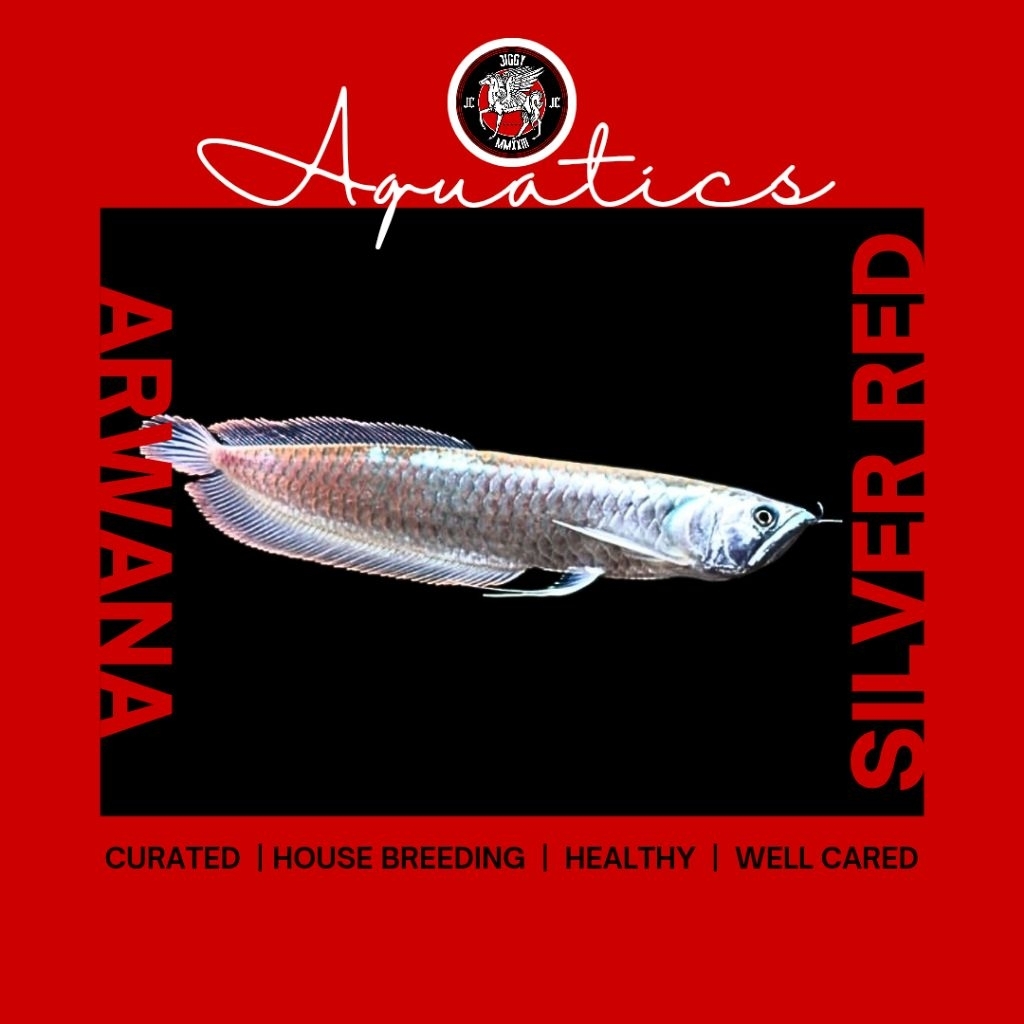 hiasan rumah ARWANA SILVER RED dan ALBINO | ARWANA BRAZIL