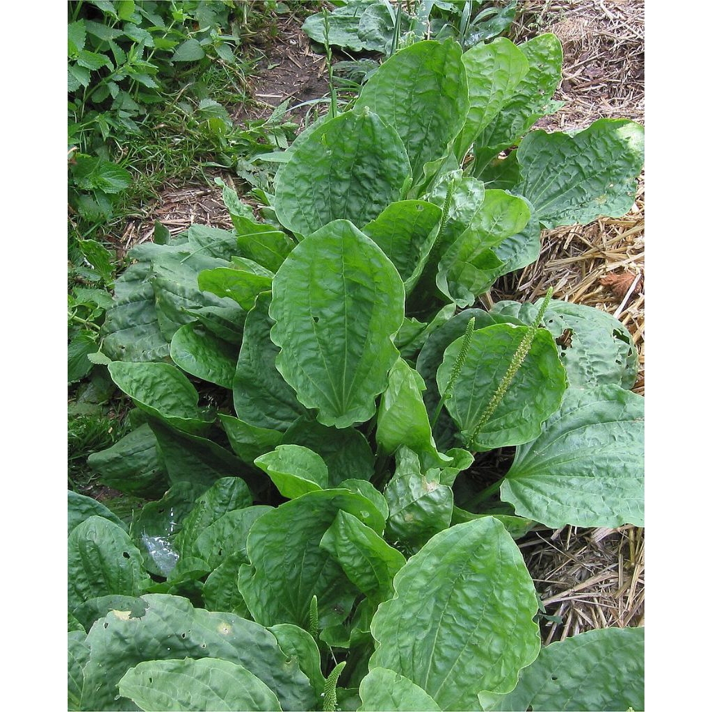 

Daun sendok per 100grm