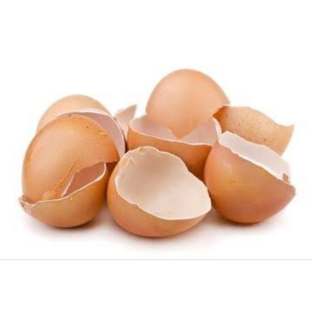 

Kulit Telor Telur Ayam atau cangkang telor 100gr