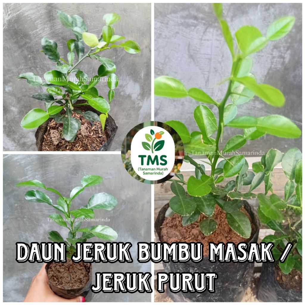 TMS~ Bibit Daun jeruk Bumbu Masak jeruk purut okulasi Daun Jeruk Purut bibit jeruk purut