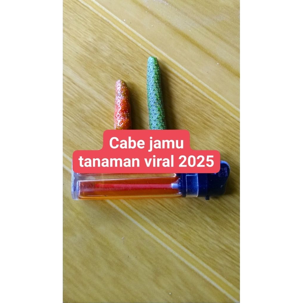 Bibit Cabe Jamu Viral