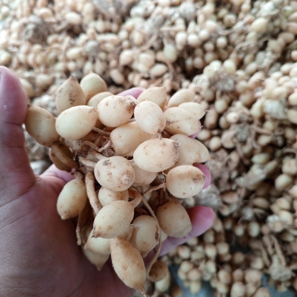 

Kunyit Putih Segar 1 Kg Termurah COD Kunir Putih Temu Ombyok Kunyit Gombyok