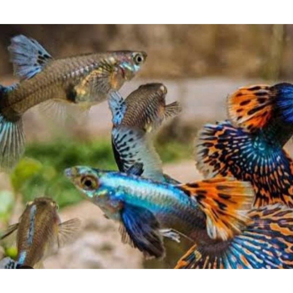 Guppy prembe paket siap Brit jantan dan betina