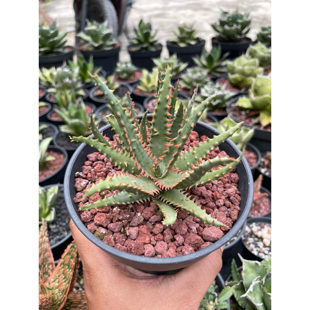 aloe castilloniae hybrid tct bibit