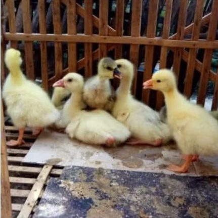 Anak Soang - Anak Angsa - Angsa Kecil - Bibit Angsa