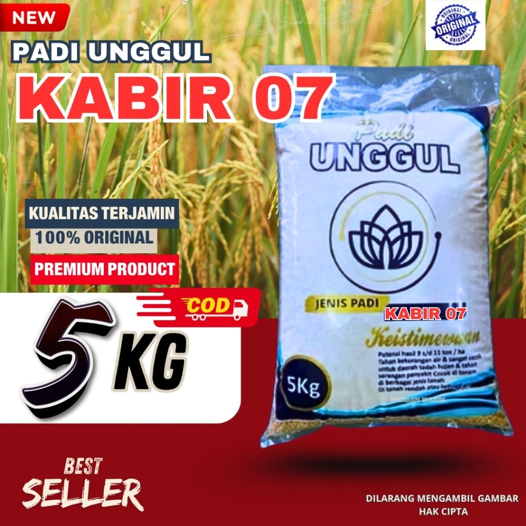 Benih padi unggul kabir 07 benih padi berkualitas unggul kemasan 5kg