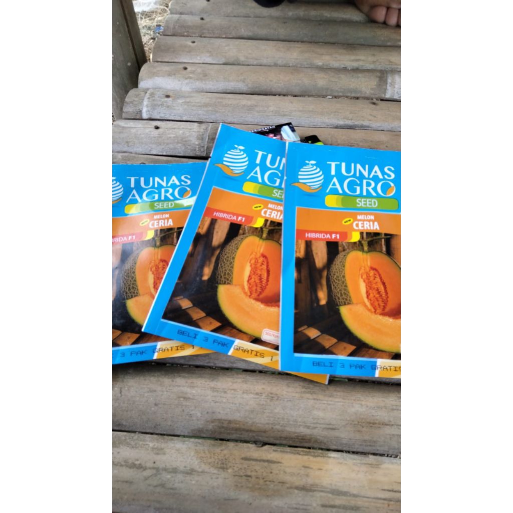 

bibit melon ceria f1