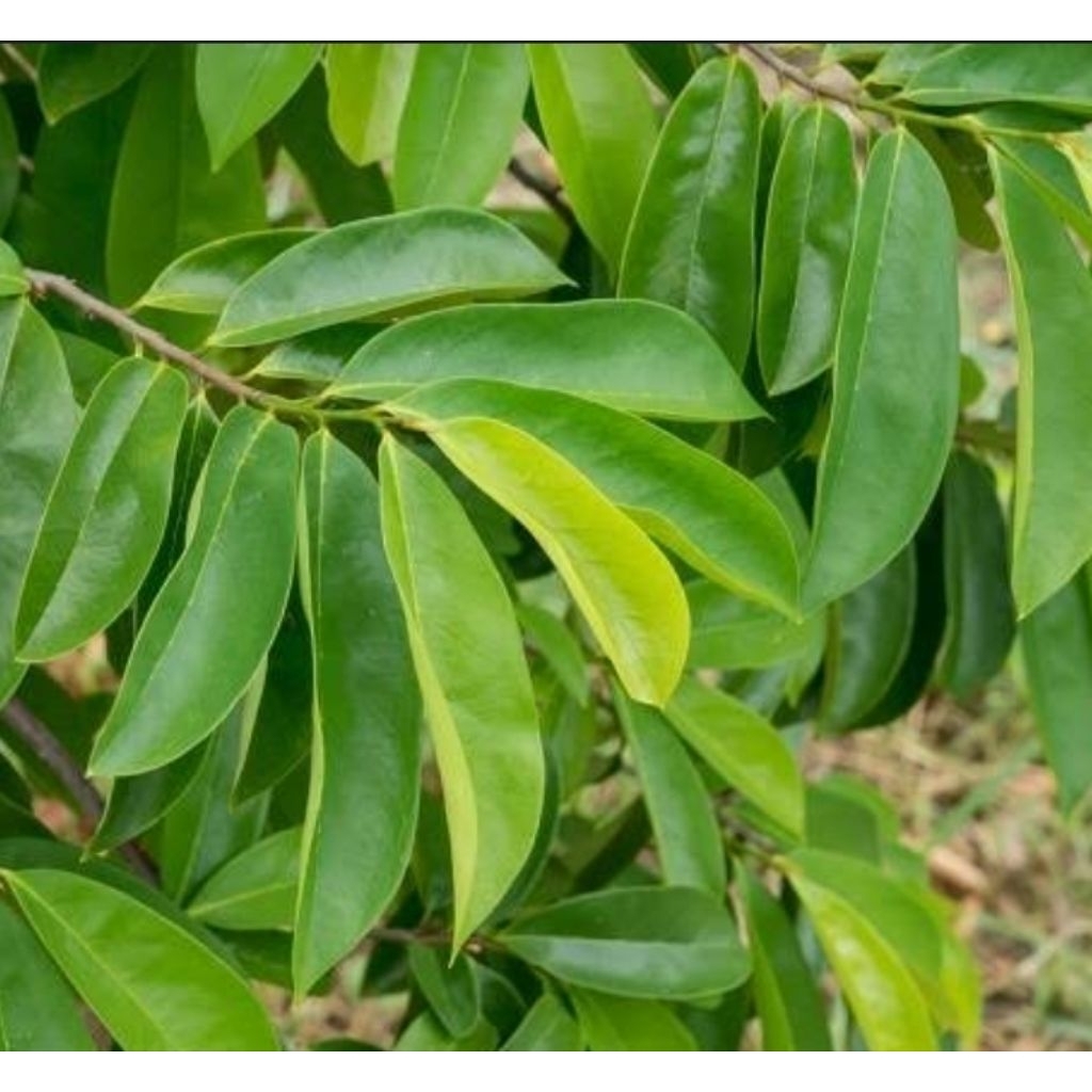 

Daun sirsak Segar Organik 1 Kg