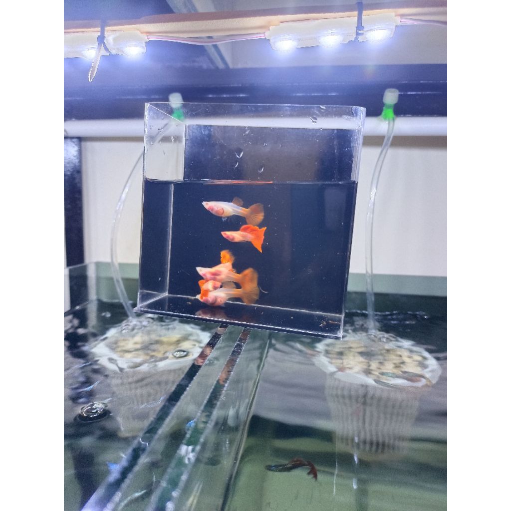 

Stiker Guppy A. ssrt GB