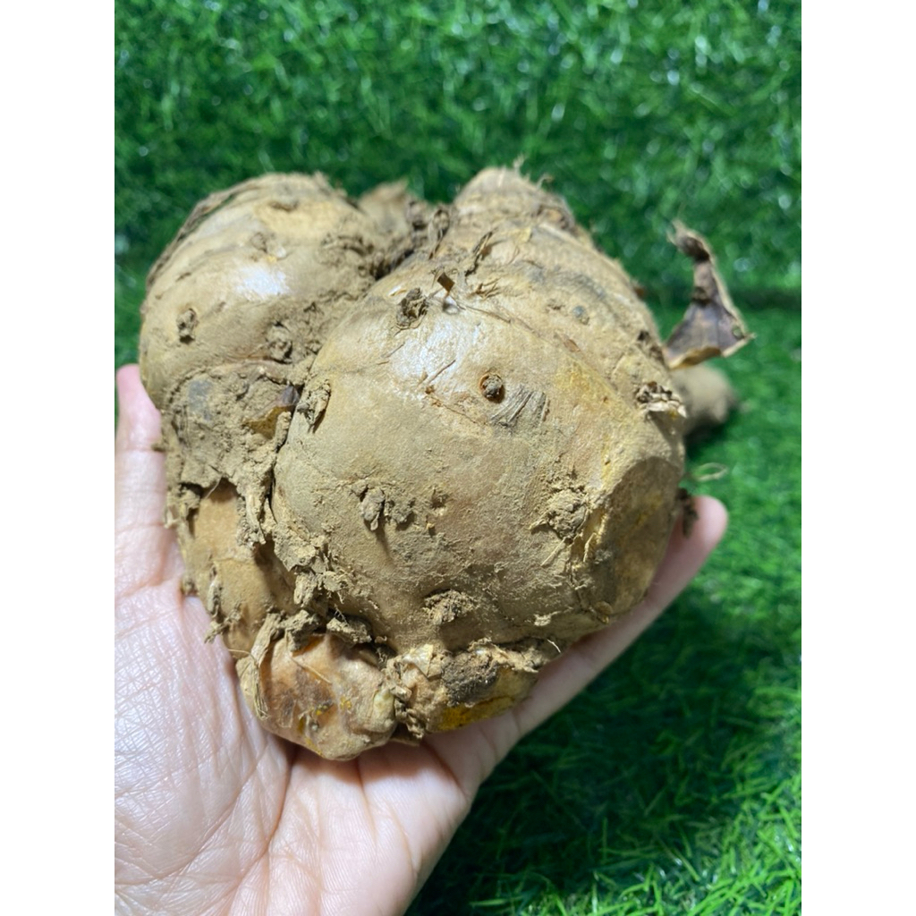 

Temulawak rempah daro wonogiri fresh