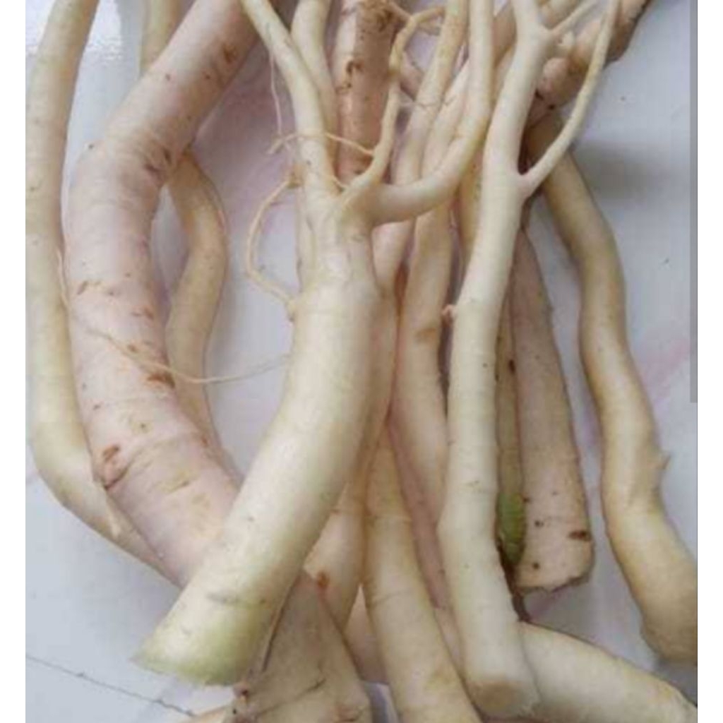 

akar pepaya segar 1kg