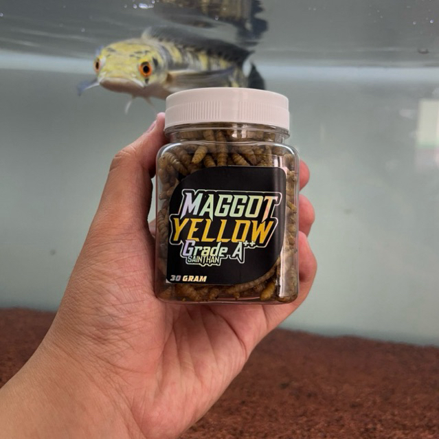Maggot Yellow Grade A++ SaintHan untuk proges warna kuning blue pulchra, ys, auranti,limbata,andrao,