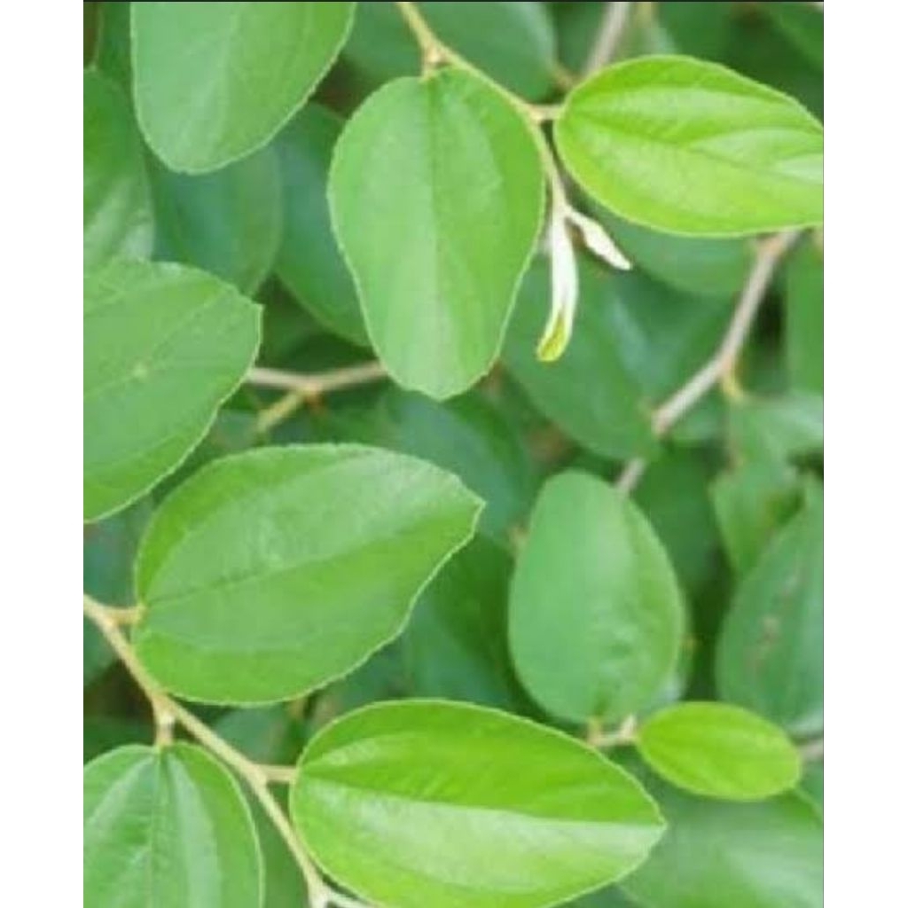 

Daun Bidara Segar Organik 1 Kg