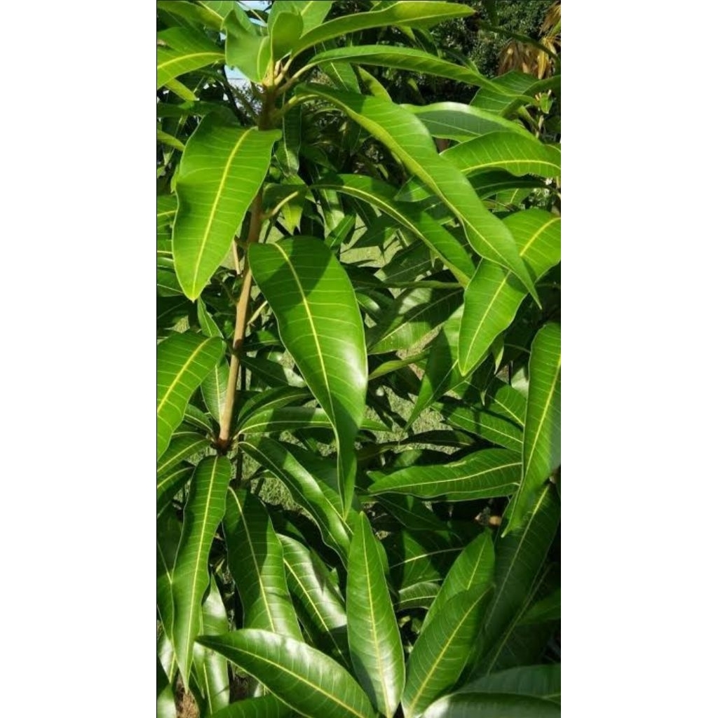 

Daun Mangga Segar Organik 1 Kg