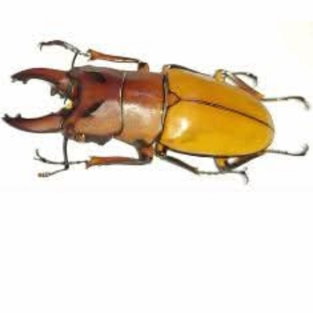 AWETAN KUMBANG SERANGGA ASLI OCIPITALIS