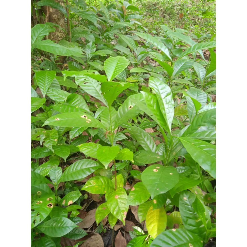 

bibit kopi robusta cabutan kemasan 50 biji 18 ribu