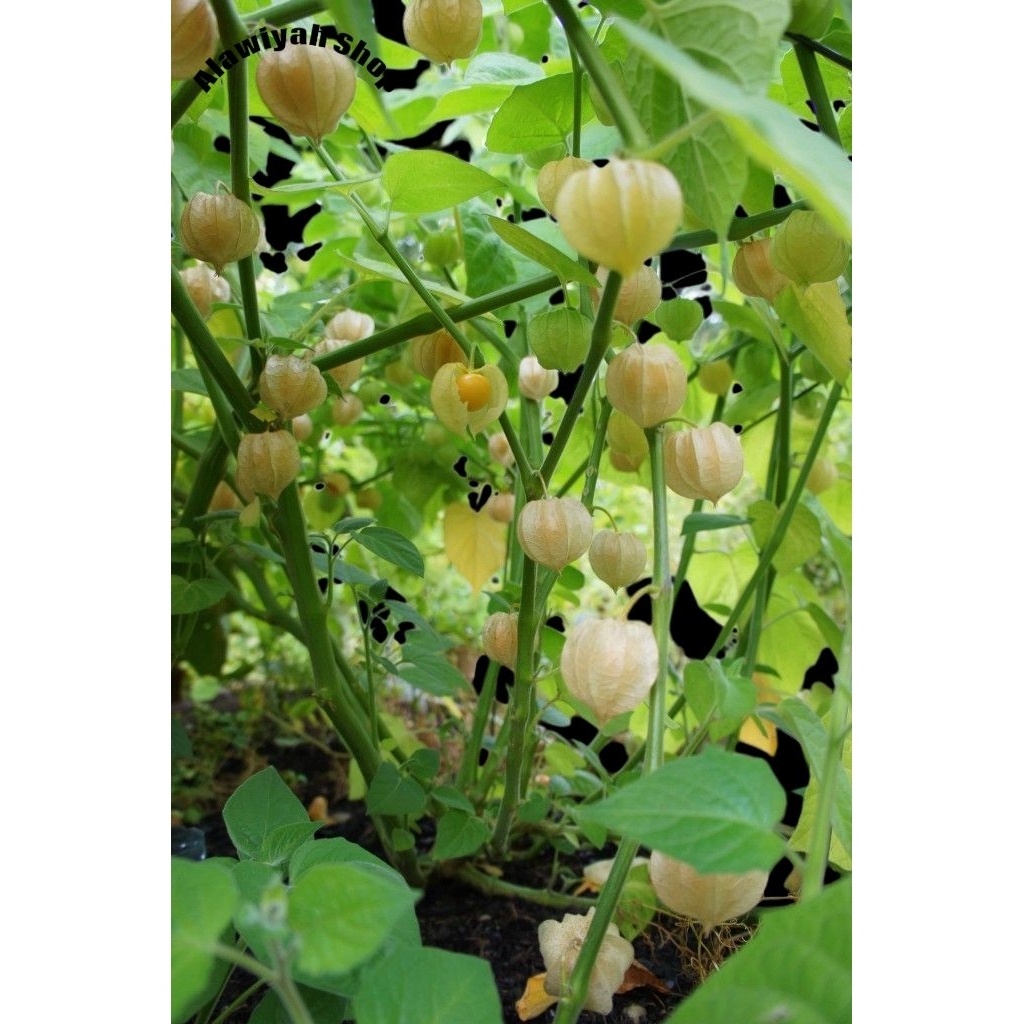 

Daun Ciplukan/Cecenet Kering 500 Gram