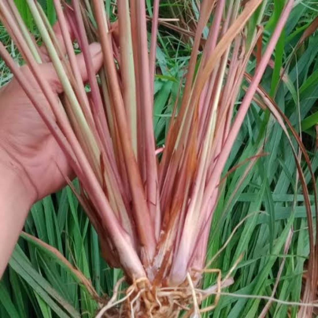

sereh wangi serai merah asli super siap tanam harga perbatang