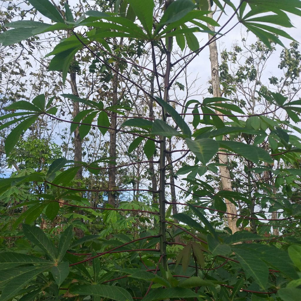 Bibit Ketela Pohon Besar / Singkong Gajah / Ketela Gajah