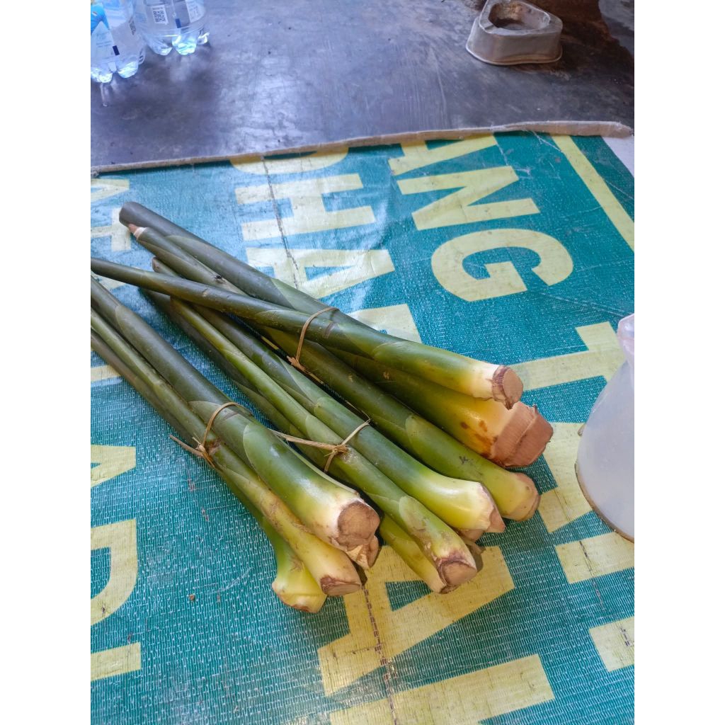 

Batang Muda Pohon Kecombrang / Umbut Kecombrang Muda ( Isi 3 Pcs Batang )