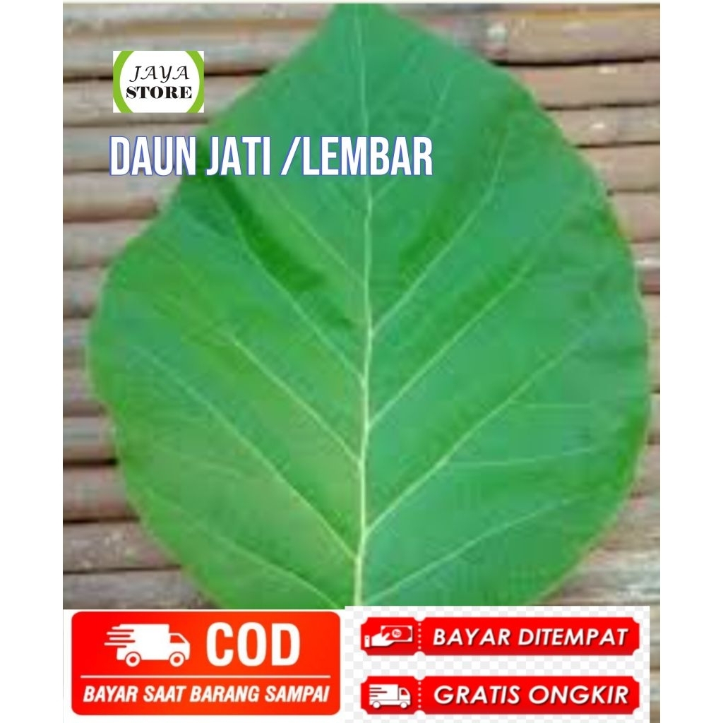 

daun jati segar /lembar