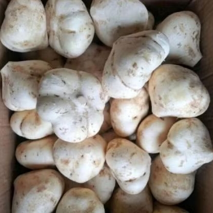 

bengkoang manis renyah fresh 1kg