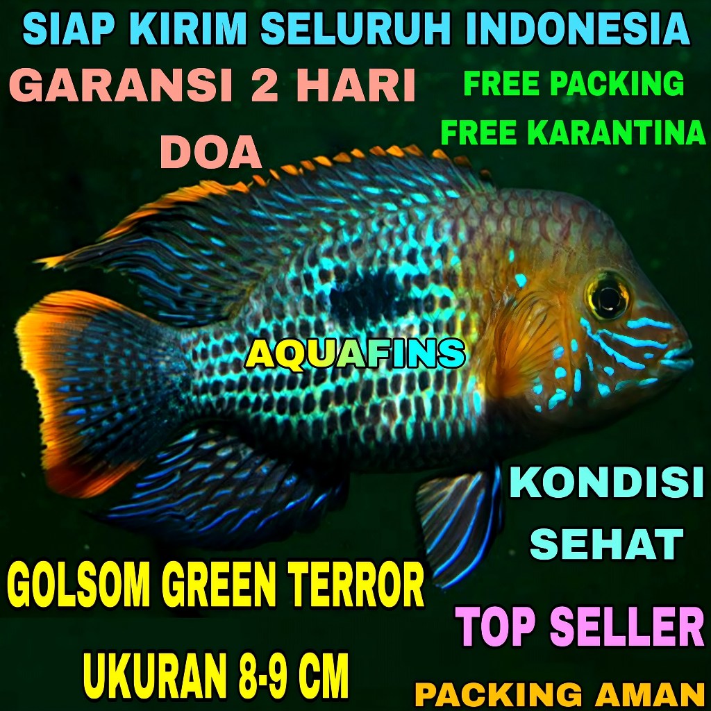 HIASAN CICHLID GOLSOM GREEN TERROR ANDINOACARA RIVULATUS UKURAN 8-9 CM