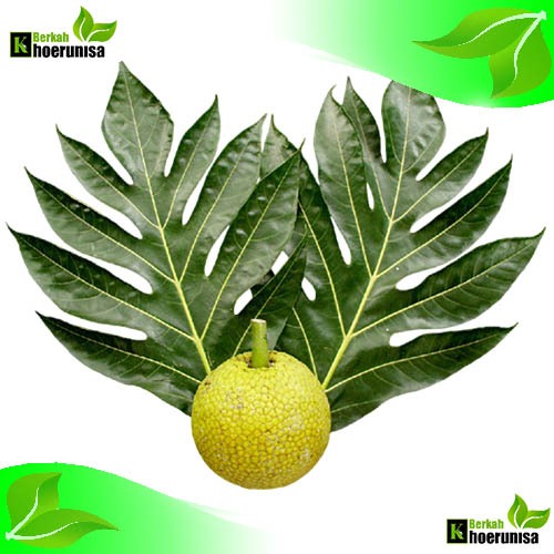 

Daun Sukun Segar 500 gram herbal alami fresh