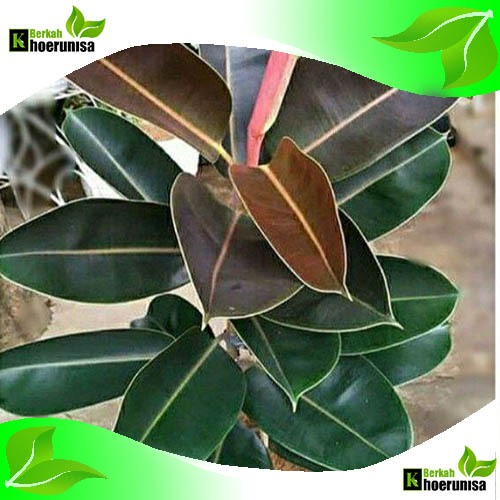 

Daun Karet Kebo per 1 lembar herbal alami fresh