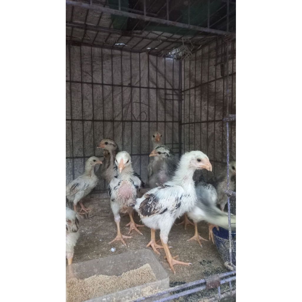 Plucker Ori 100% Usia 3 Minggu