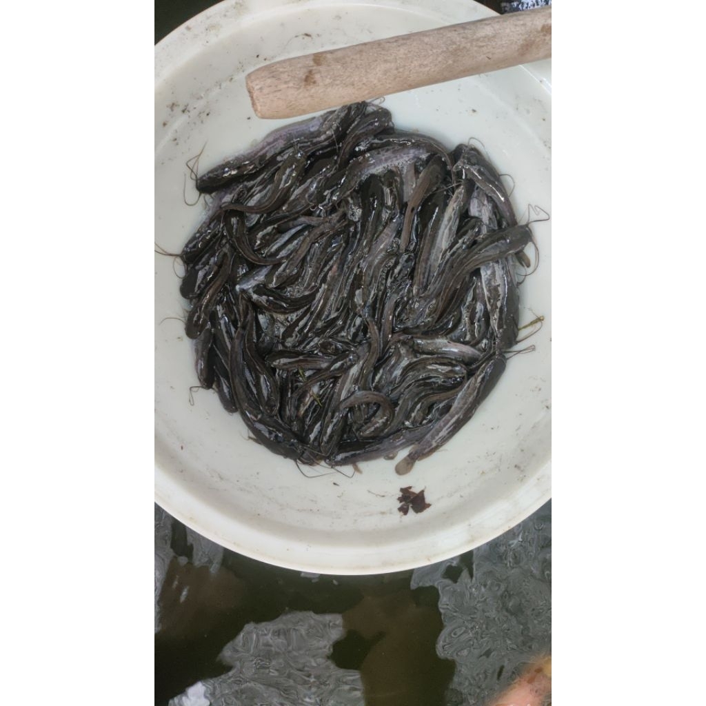 Bibit Ikan Lele 7-9 cm Isi 100 Ekor Bibit Lele Hidup Cibitung Bekasi Kirim Gojek Grab