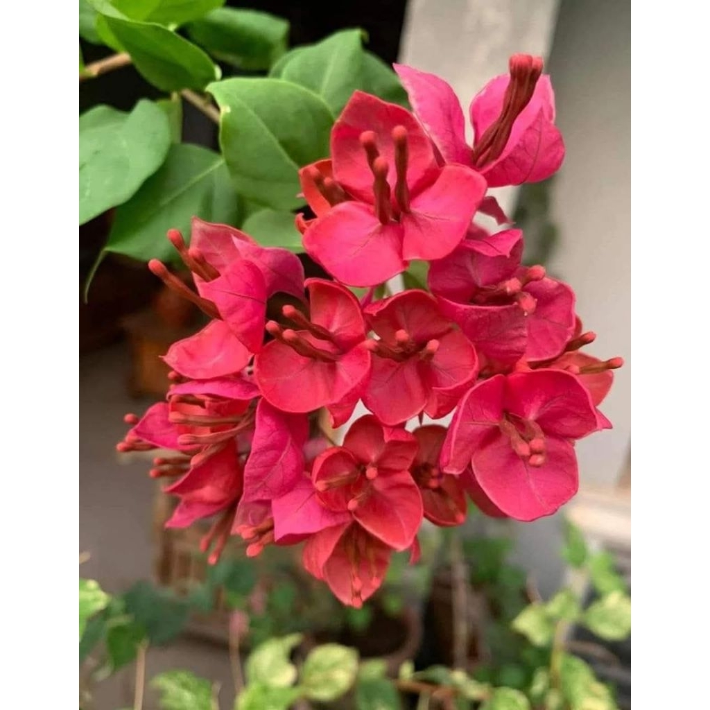 BIBIT PEACOCK BOUGENVILLE IMPORT ORI