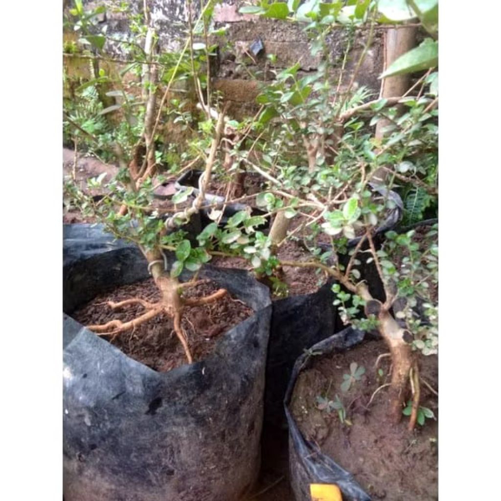 bonsai Sancang prospek setengah jadi