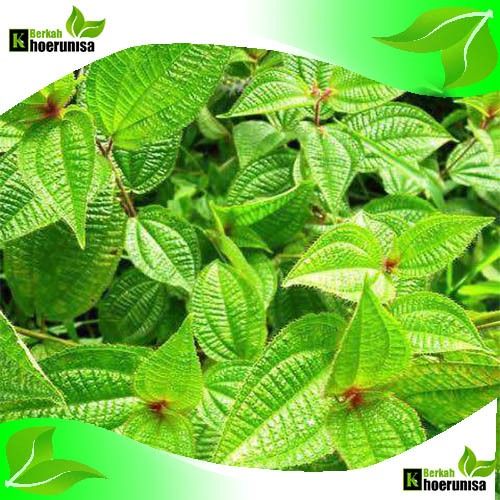 

Daun Harendong Bulu (Clidemia hirta) segar 500 gram