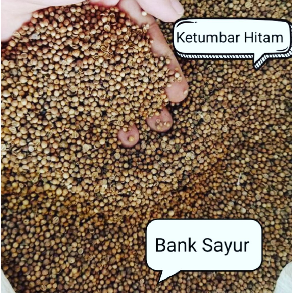 

Ketumbar Hitam Premium Asli