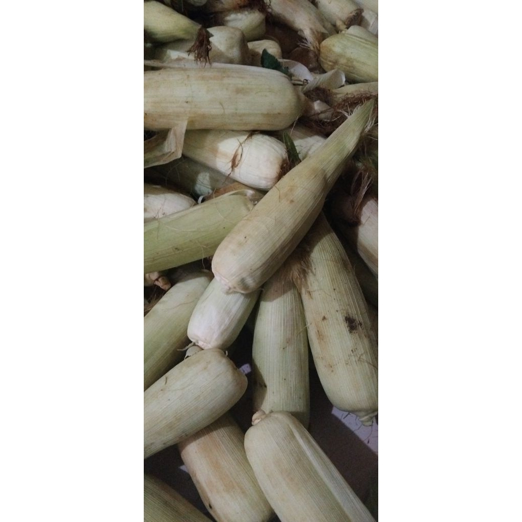 

jagung manis redyy ya kaka/1kg