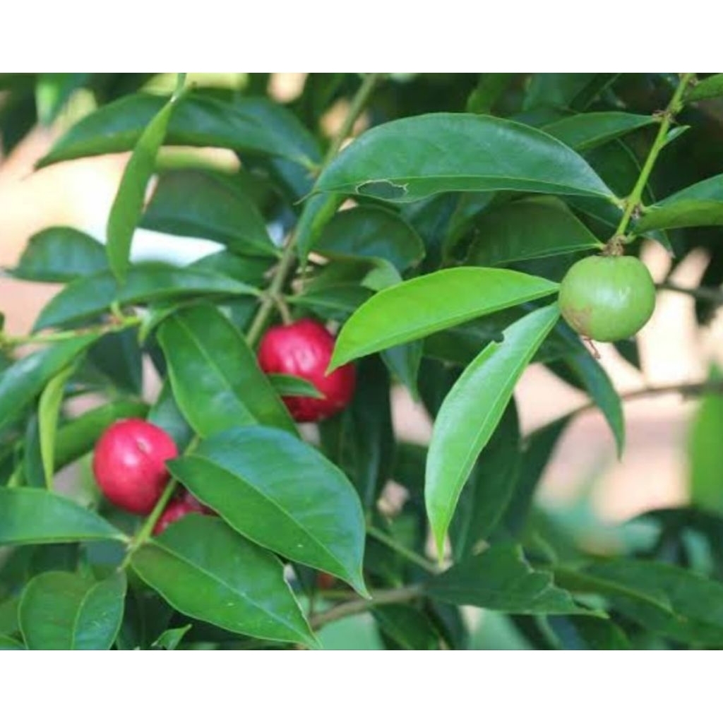 

Daun mahkota dewa segar petik langsung isi 150 gram