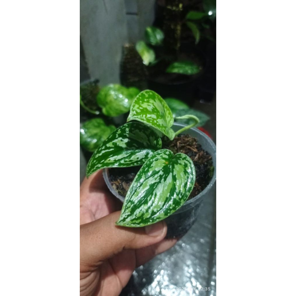 Scindapsus Tricolour Borneo || Tanaman Hias Langka Variegata Indoor