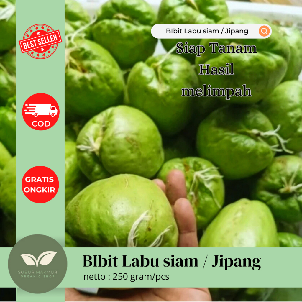 

Petani Muda-Bibit Labu Siam / Bibit Labu Siam / BEnih Labu Siam Super Hasil Melimpah