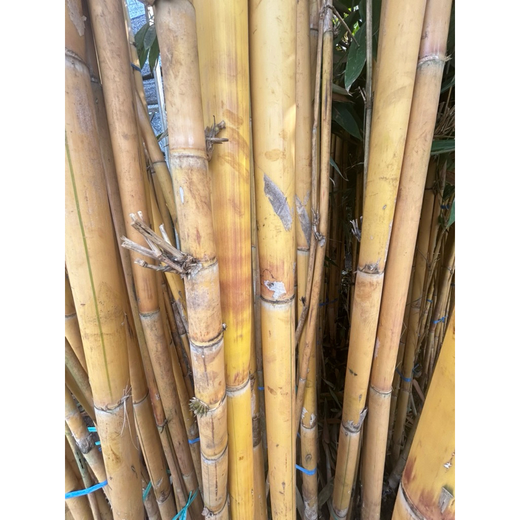 TERMURAH bambu kuning panda 1 rumpun 3-4 batang tinggi 2 meter