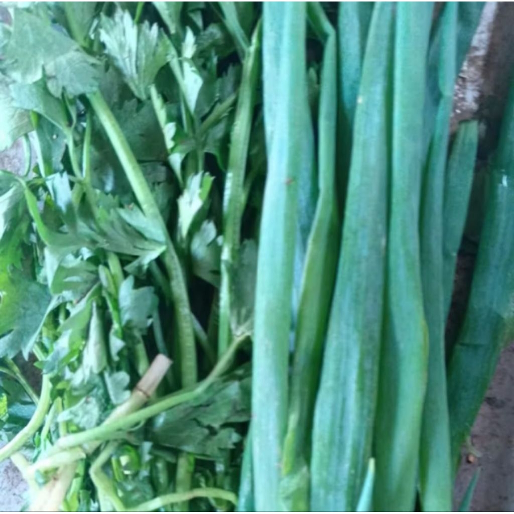 

Bawang Daun + Seledri 250 gram