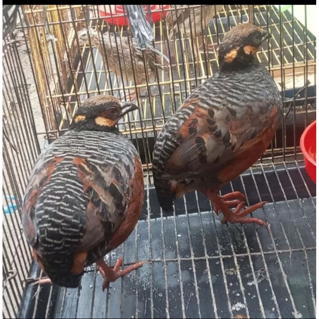 Puyuh GONGGONG Pasangan Rawatan istimewa