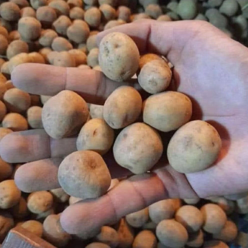 

Kentang rendang baby kecil 1kg fresh